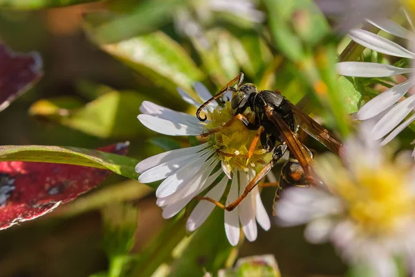 Kağıt eşek arısı beyaz ve sarı bir kır çiçeğini tozlaştırır. 