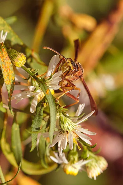 Nördliche Papierwespe Bestäubt Einem Herbstnachmittag Wildblumen — Stockfoto