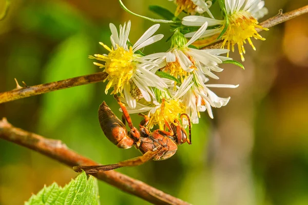 Vespa Carta Settentrionale Pende Testa Giù Fiori Selvatici Bianchi Gialli — Foto Stock