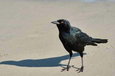 Erkek tekne, güney Carolina Myrtle Sahili 'nde yiyecek aramak için Grackle' ı sahilde takip etti.