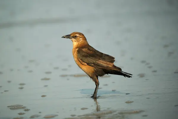 Bateau Femelle Queue Grackle Sur Plage Recherche Nourriture Myrtle Beach — Photo