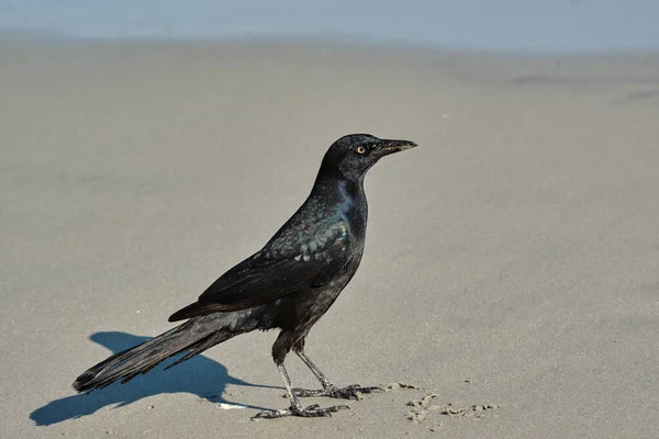 Male Boat Tailed Grackle Beach Searching Food Myrtle Beach South — Stock Photo, Image