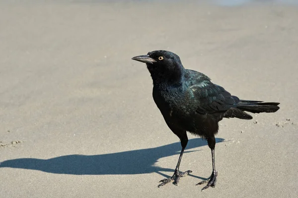 Erkek tekne, güney Carolina Myrtle Sahili 'nde yiyecek aramak için Grackle' ı sahilde takip etti.