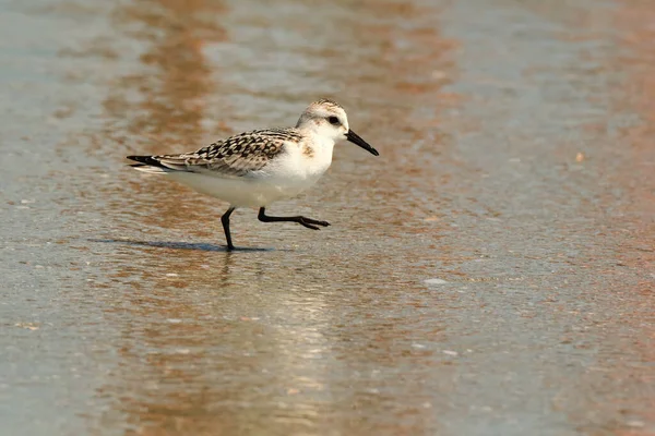 Sanderling Étapes Rapidement Recherche Nourriture Myrtle Beach Caroline Sud — Photo