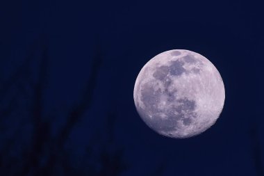 Gün batımından kısa bir süre sonra kış ağacı dalları üzerinde yükselen dolunay.