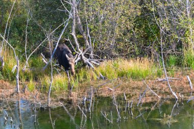 Moose Grand Tetons 'da bir nehre girmek istiyor.