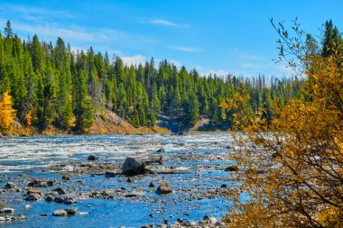 Yellowstone Nehri ve sonbahar renkleri Sonbaharda güneşli bir öğleden sonra