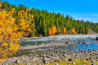 Yellowstone Nehri ve sonbahar renkleri Sonbaharda güneşli bir öğleden sonra
