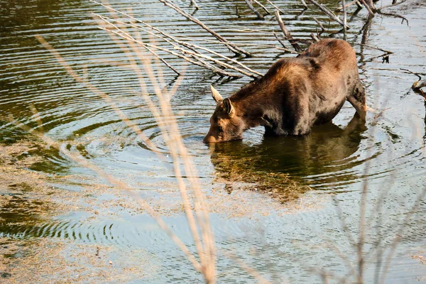 Dişi geyik, bir sonbahar akşamında Grand Tetons nehrinden su içer.