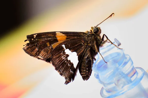 Silver spotted skipper butterfly on an air valve