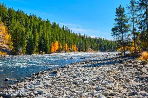Yellowstone Nehri ve sonbahar renkleri Sonbaharda güneşli bir öğleden sonra
