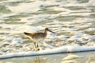 Willet, güneş doğarken Güney Carolina Myrtle Sahili 'nde Atlantik Okyanusu' nun dalgalarına daldı.