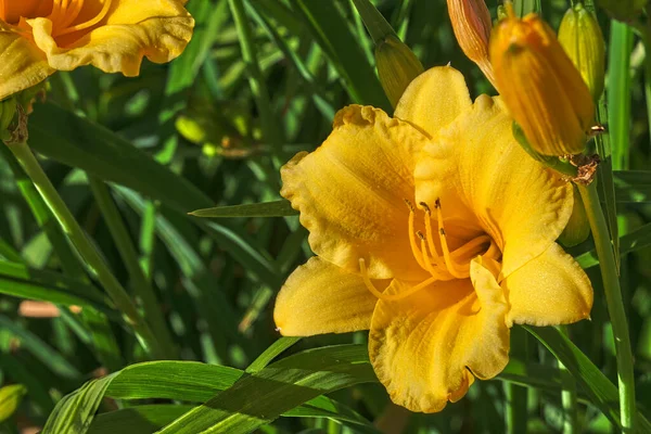Akşam vakti Daylily Stella d 'Oro' nun yakın çekimi.