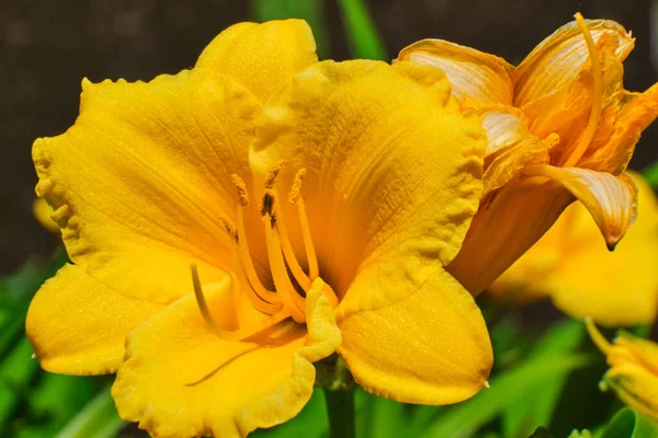 Primer Plano Flor Freesia Amarilla Primavera —  Fotos de Stock