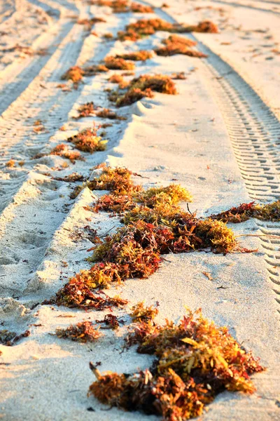 Mořské Řasy Vyplavené Břeh Pompano Beach Florida Jaře — Stock fotografie