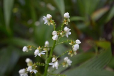 Şehir parkında yetişen melastomataceae patatesi.