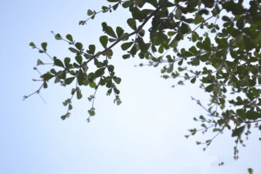 Alacakaranlıkta mavi gökyüzü arkaplanlı yaprak potpurisi