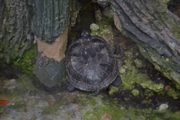 Potrait Black Tortoise Sitting Cage — Stock Photo, Image