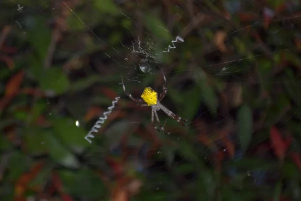 Noite Potrait Aranha Amarela Anexado Web Com Folhas Fundo — Fotografia de Stock