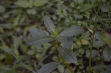 Küçük papaya kökleri büyür.