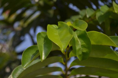Sabahları taze asılı yapraklar.