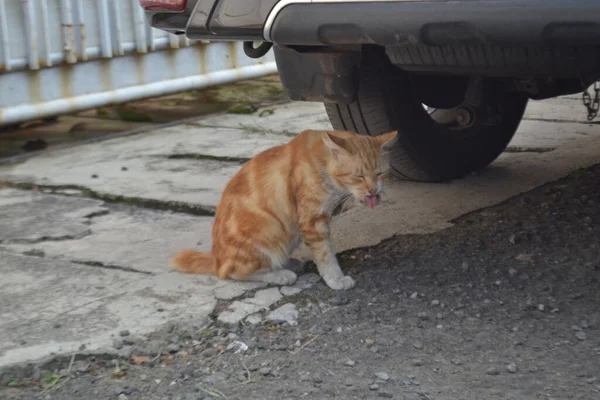 Brown Gato Lambendo Sob Carro — Fotografia de Stock