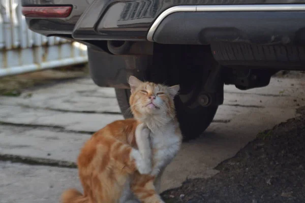 Кошачья Шея — стоковое фото