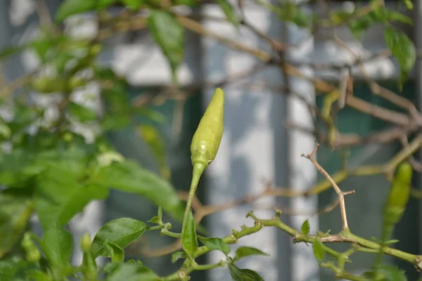 Fresh green chilly in the morning