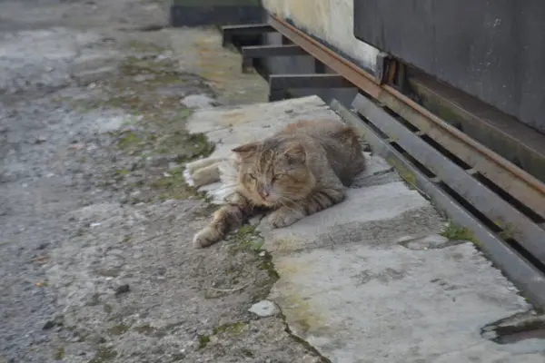 野猫凝视着路边栅栏附近的猎物 — 图库照片