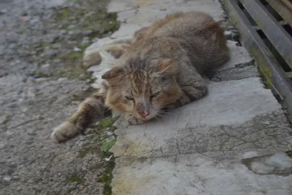 早上野猫睡在路边的篱笆边 — 图库照片
