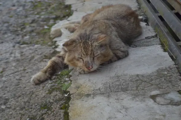 早上野猫睡在路边的篱笆边 — 图库照片