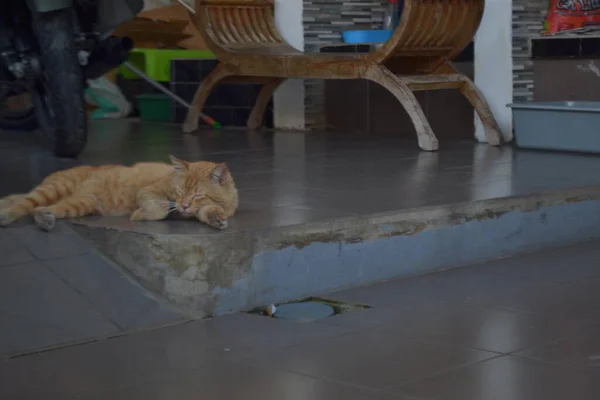 Cat sleeps near lazy boy on garage in the morning