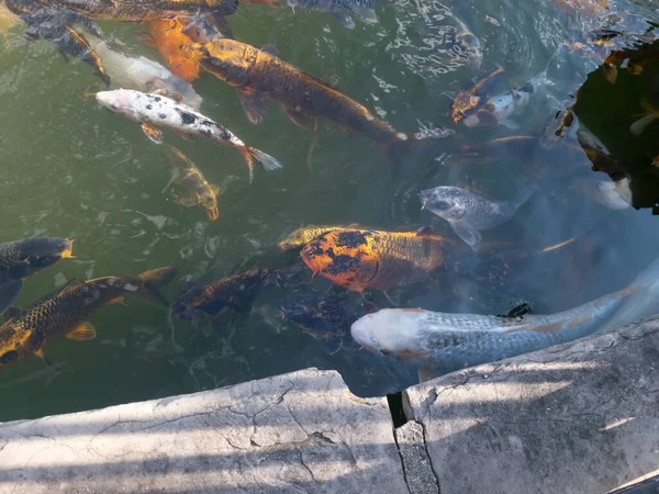 密歇根州底特律贝尔岛水族馆外池塘里的一群鱼 — 图库照片