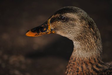 Meksika ördeği (Anas diazi) Tucson, Arizona 'daki Agua Caliente Parkı' nda