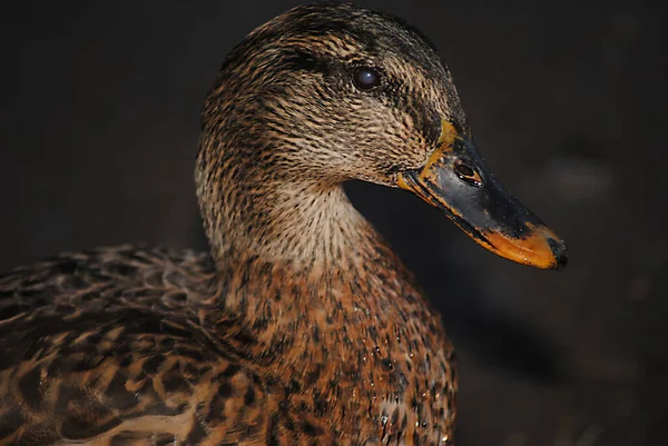 Pato Mexicano Anas Diazi Parque Agua Caliente Tucson Arizona — Foto de Stock