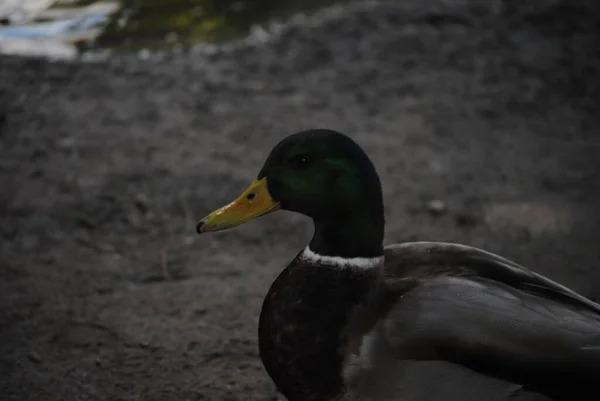 Mallard Kacsa Agua Caliente Parkban Tucsonban Arizonában — Stock Fotó