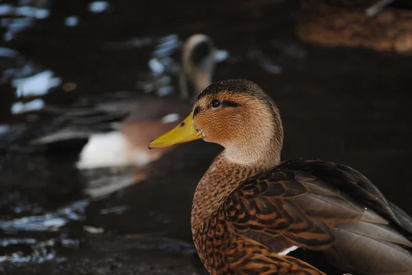 Mallard Duck Agua Caliente Park Tucson Arizona — Stock Photo, Image