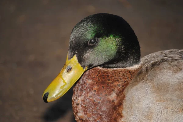 Mallard Duck Agua Caliente Park Tucson Arizona — Stock Photo, Image