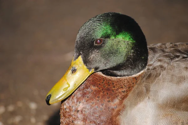 Mallard Duck Água Caliente Park Tucson Arizona — Fotografia de Stock