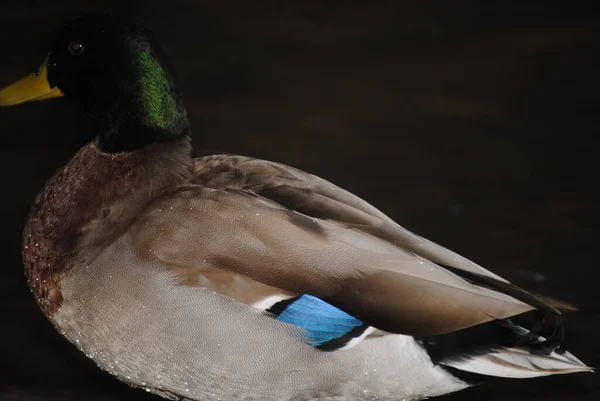 Mallard Duck Agua Caliente Park Tucson Arizona — Stock Photo, Image