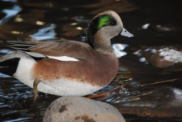 Mallard Duck Água Caliente Park Tucson Arizona — Fotografia de Stock