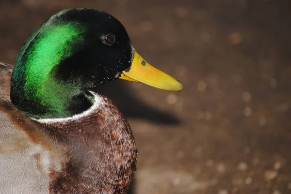 Canard Colvert Parc Agua Caliente Tucson Arizona — Photo