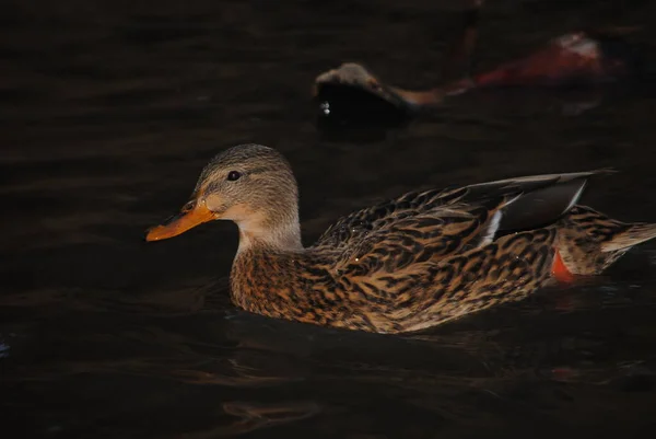 Mallard Duck Agua Caliente Park Tucson Arizona — Stock Photo, Image