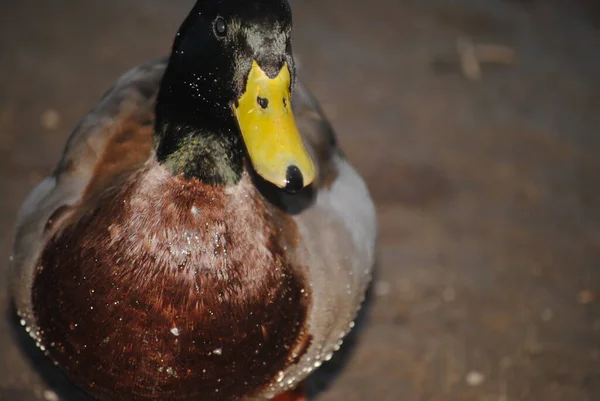 Pato Mallard Parque Agua Caliente Tucson Arizona — Foto de Stock