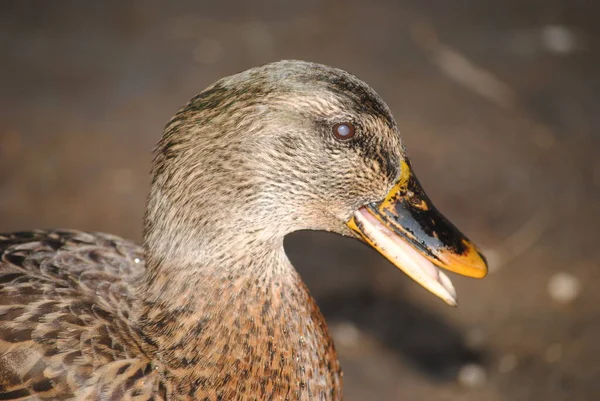 Mallard Duck Agua Caliente Park Tucson Arizona — Stock Photo, Image