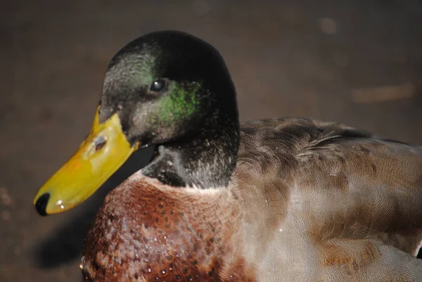 Pato Mallard Parque Agua Caliente Tucson Arizona — Foto de Stock