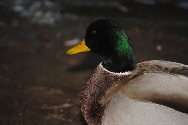 Mallard Eend Het Agua Caliente Park Tucson Arizona — Stockfoto