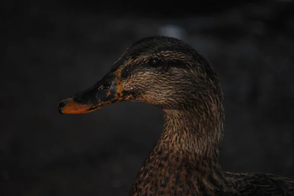 Tête Canard Mexicaine Anas Diazi Parc Agua Caliente Tucson Arizona — Photo