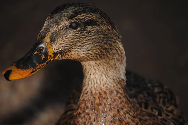 Cabeza Pato Mexicano Anas Diazi Parque Agua Caliente Tucson Arizona — Foto de Stock