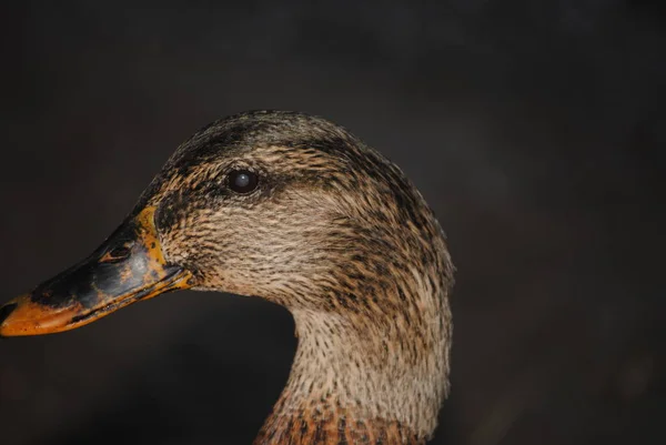 Pato Mexicano Anas Diazi Cabeça Água Caliente Park Tucson Arizona — Fotografia de Stock